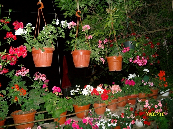 SANY8609 - flori luna mai