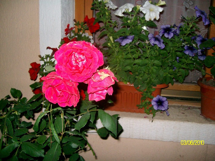 SANY8587 - flori luna mai