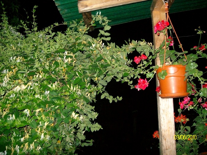 SANY8611 - flori luna mai