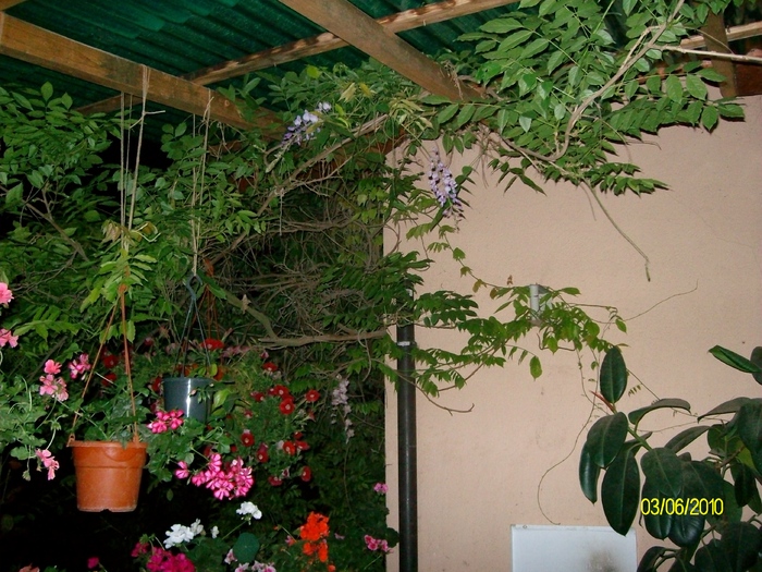 SANY8613 - flori luna mai