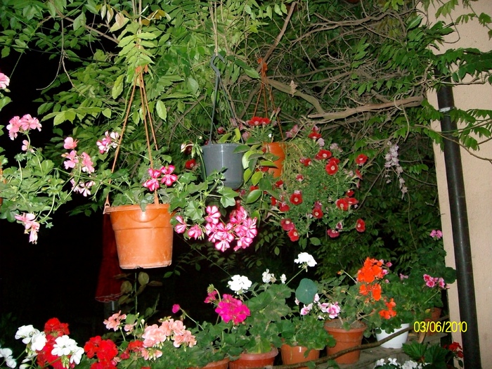 SANY8614 - flori luna mai