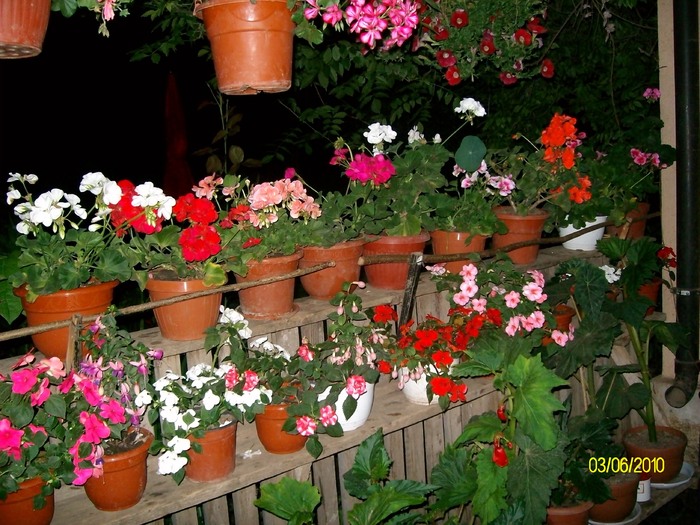 SANY8615 - flori luna mai