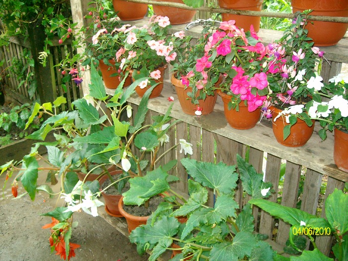 SANY8649 - flori luna mai