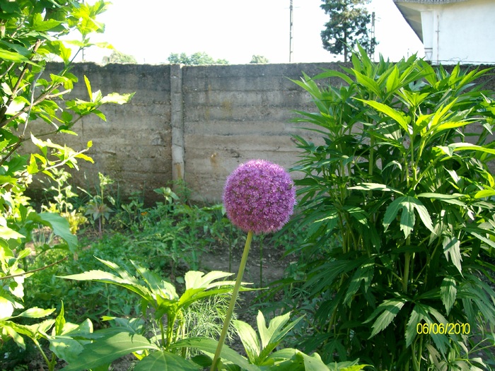 SANY8713 - flori luna mai