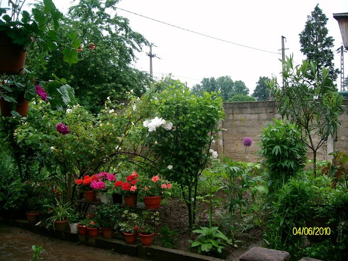 SANY8651 - flori luna mai