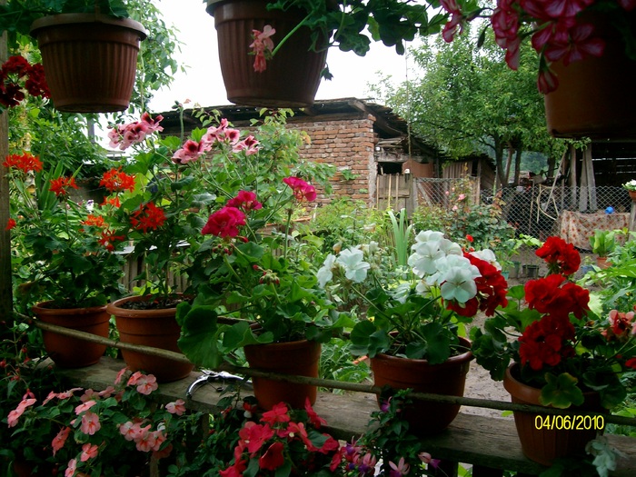 SANY8655 - flori luna mai