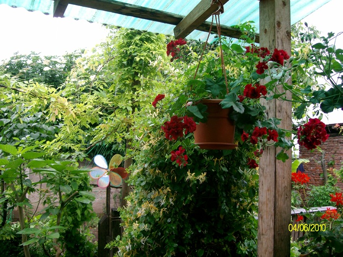 SANY8656 - flori luna mai