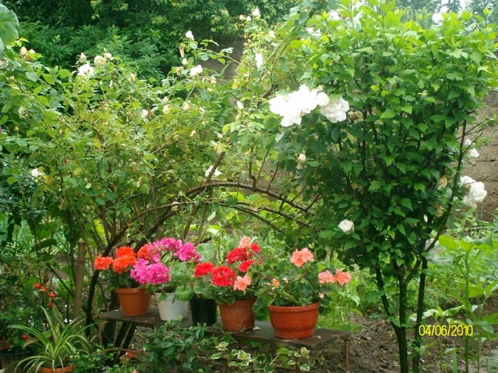 SANY8665 - flori luna mai