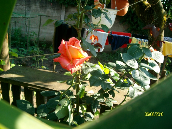 SANY8726 - flori luna mai