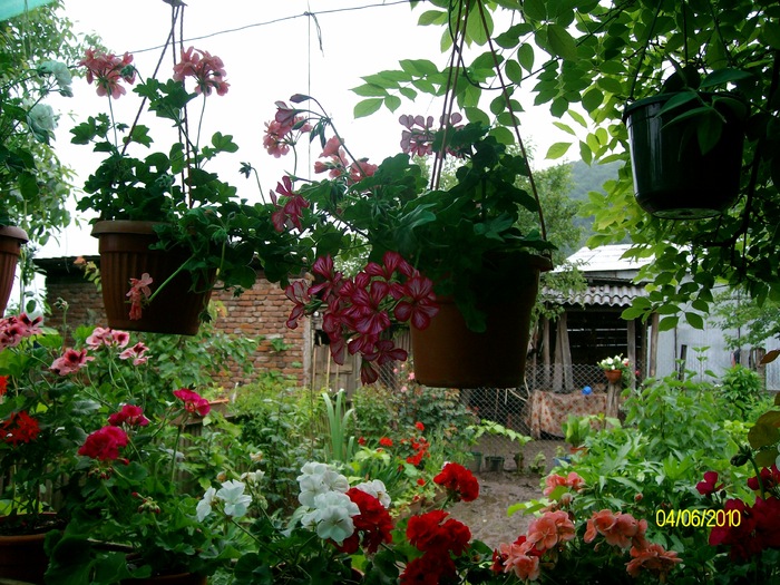 SANY8676 - flori luna mai