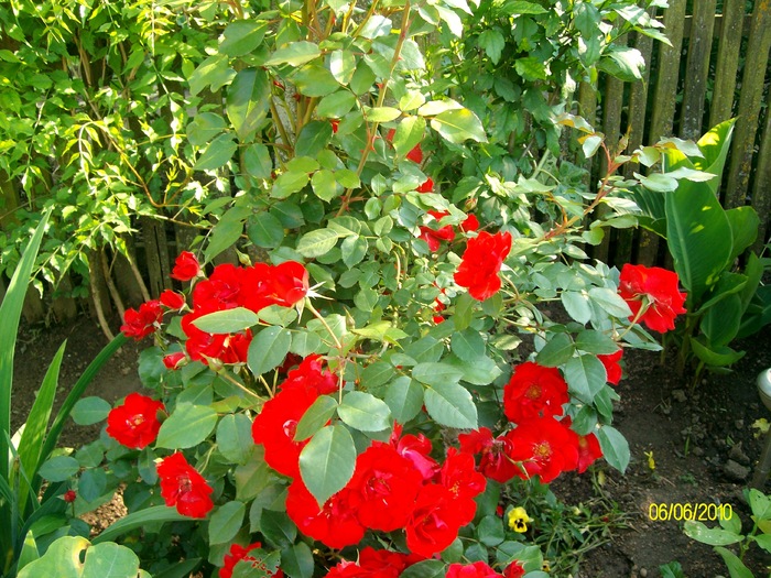 SANY8729 - flori luna mai