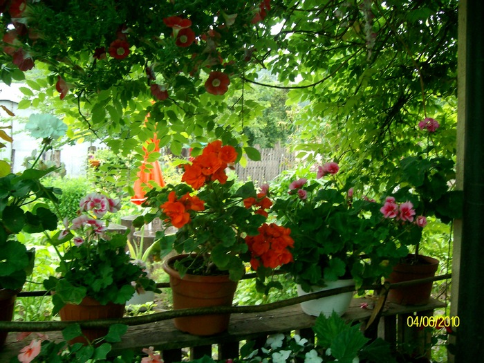 SANY8677 - flori luna mai