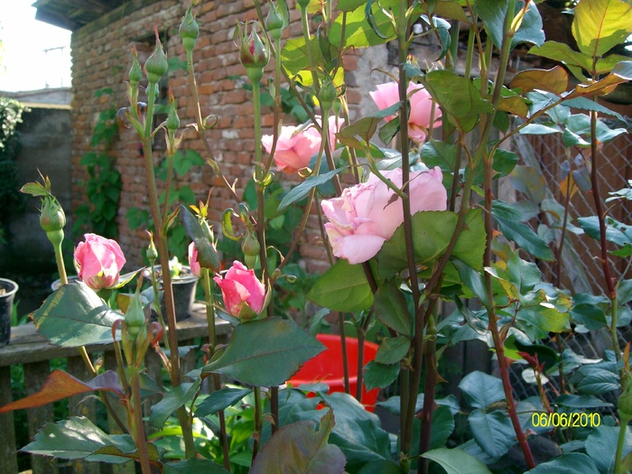 SANY8731 - flori luna mai