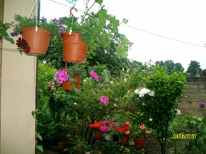 SANY8679 - flori luna mai