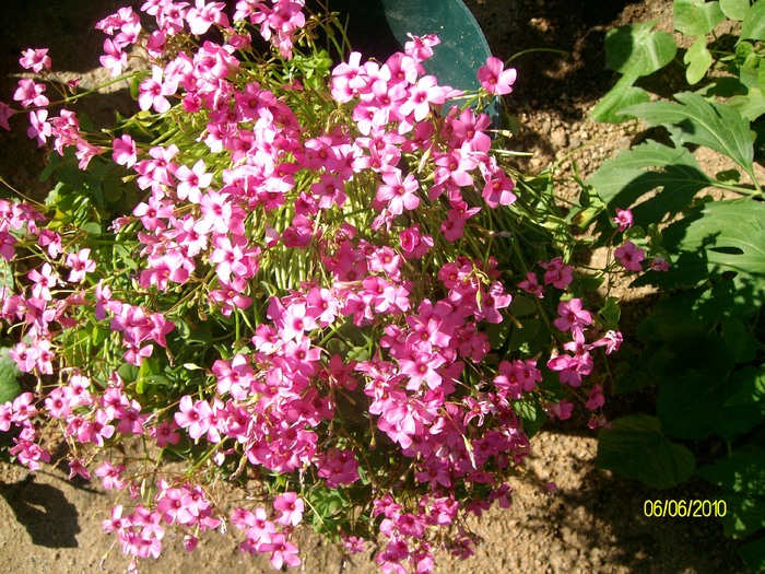 SANY8767 - flori luna mai