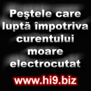 pestele care lupta impotriva curentului moare electrocutat - hi9 biz