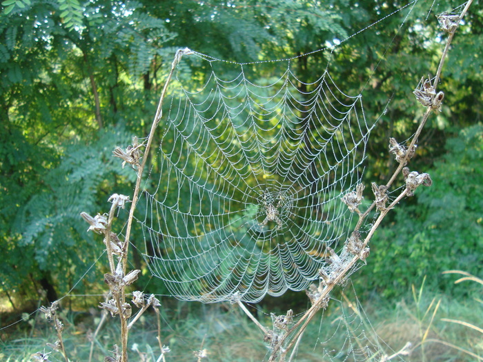 DSC04130 - Panze de paianjen