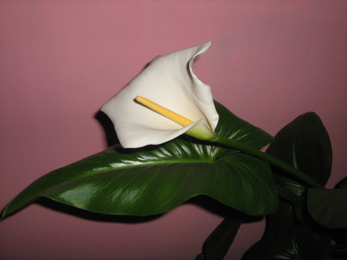 IMG_4352 - floricele