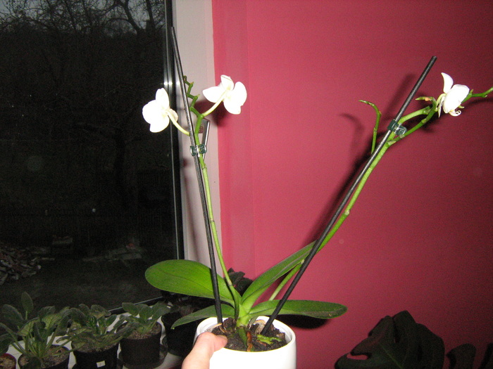 IMG_4354 - floricele