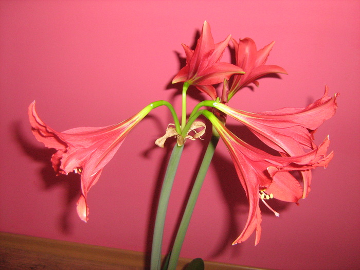 Amaryllis