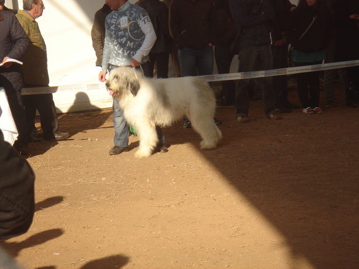 DSC01870 - 5  CACIB Cluj-Napoca 6 7 2010