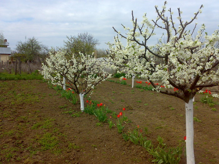 Picture 016 - GRADINA NOASTRA