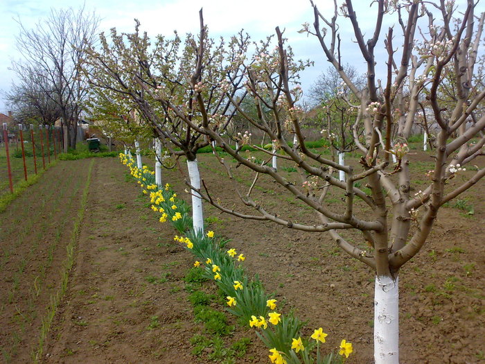 Picture 018 - GRADINA NOASTRA