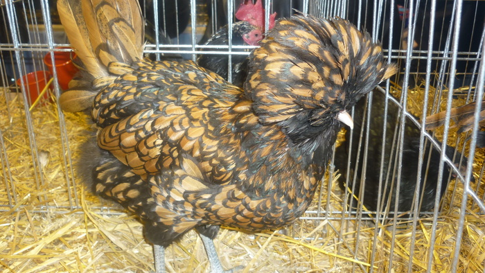 30 - Expozite Galati feb 2010