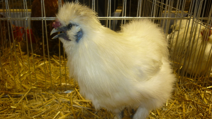 31 - Expozite Galati feb 2010