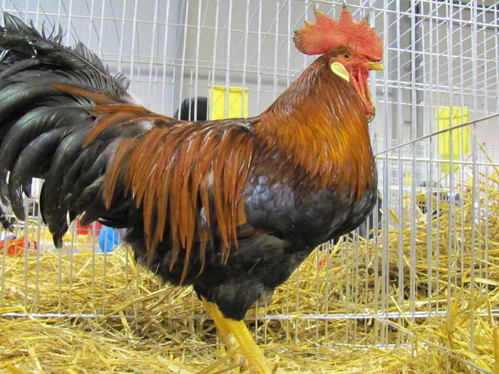 32 - Expozite Galati feb 2010