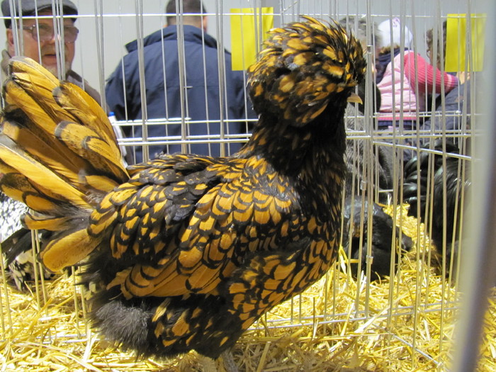 33 - Expozite Galati feb 2010