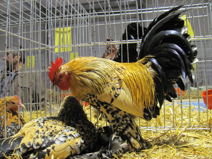 34 - Expozite Galati feb 2010