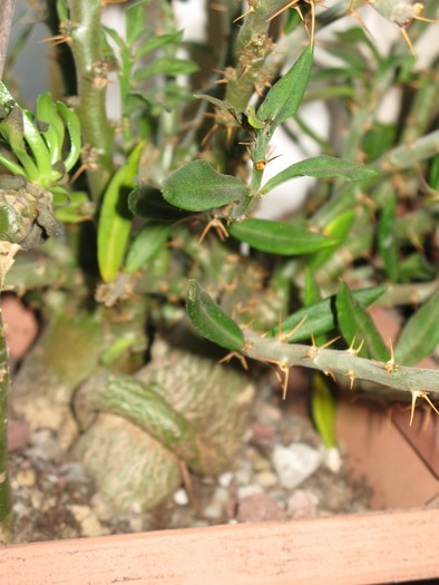Pachypodium bispinosum