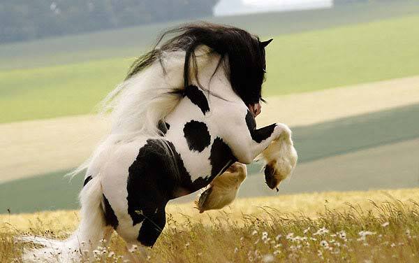 caballo-irish-cob[1]