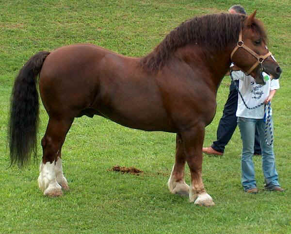 cavalloagricoloitaliano1[1]