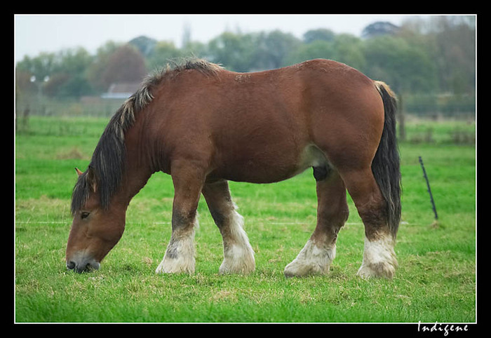 percheron-916G0255[1] - Cai grei si semigrei