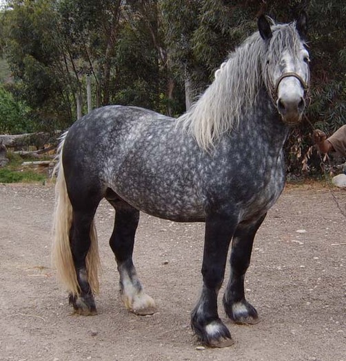 percheron_1[1]