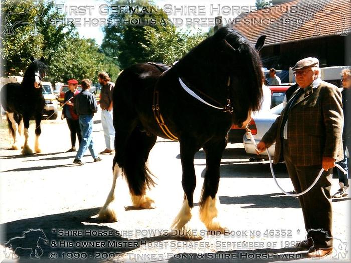 Powys_Duke_Stud_Book_no_%2046352_September_1997[1]