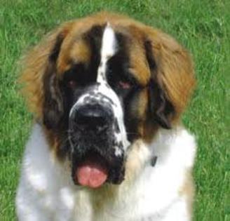 saint bernard dog