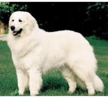 kuvasz