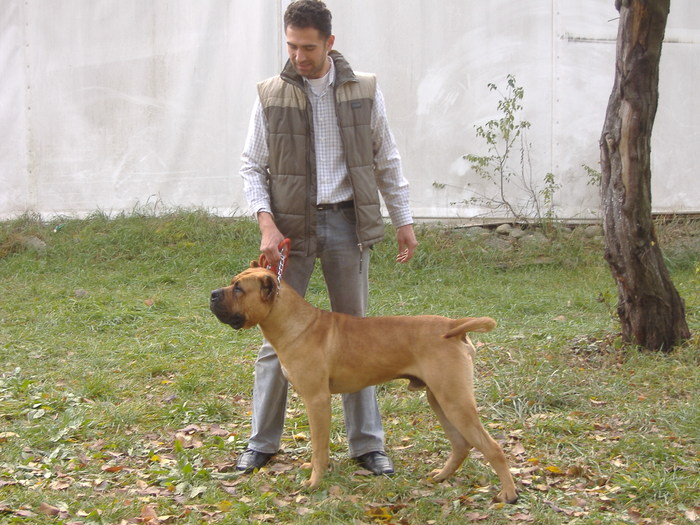 DSCF7055 - Dogo Canario