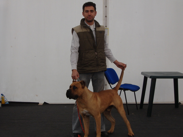 DSCF7023 - Dogo Canario