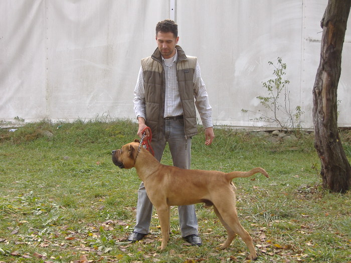 DSCF7053 - Dogo Canario