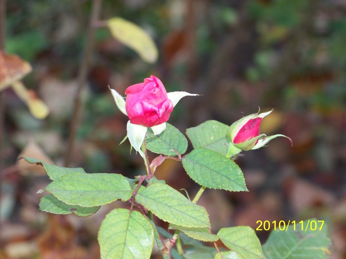100_2698 - Trandafiri  Noiembrie