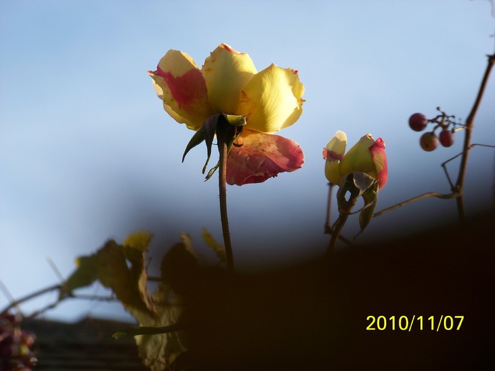 100_2699 - Trandafiri  Noiembrie