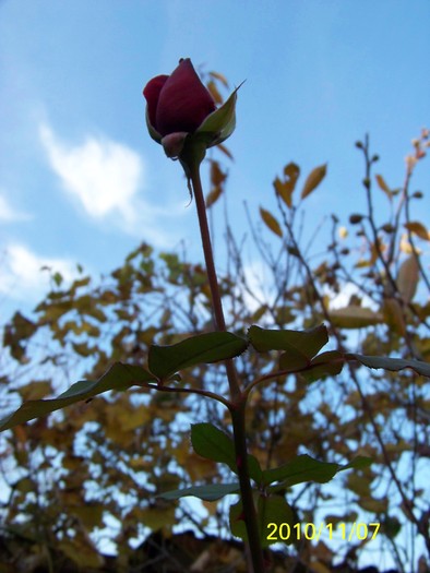 100_2708 - Trandafiri  Noiembrie