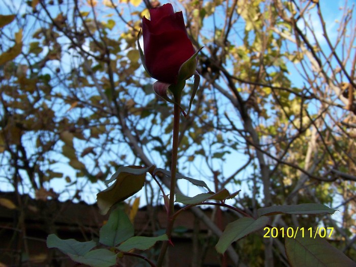 100_2709 - Trandafiri  Noiembrie