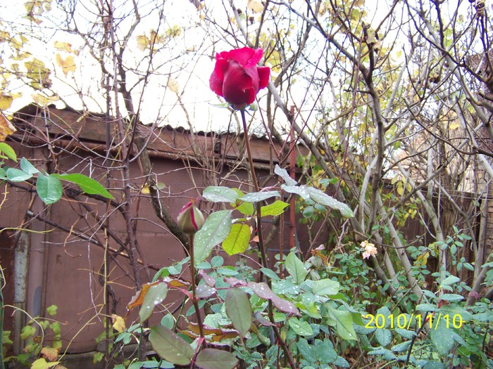 100_3056 - Trandafiri  Noiembrie