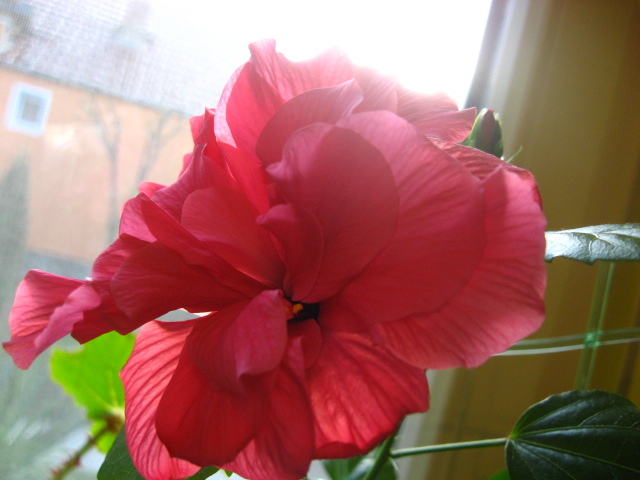 IMG_0461 - hibiscus