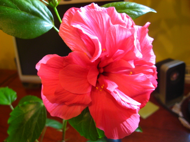 IMG_0463 - hibiscus